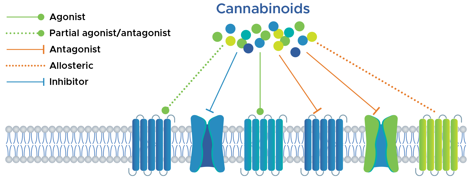Cannabinoid attaching to receptors - agonist, Partial agonist/antagonist, allosteric, inhibitor