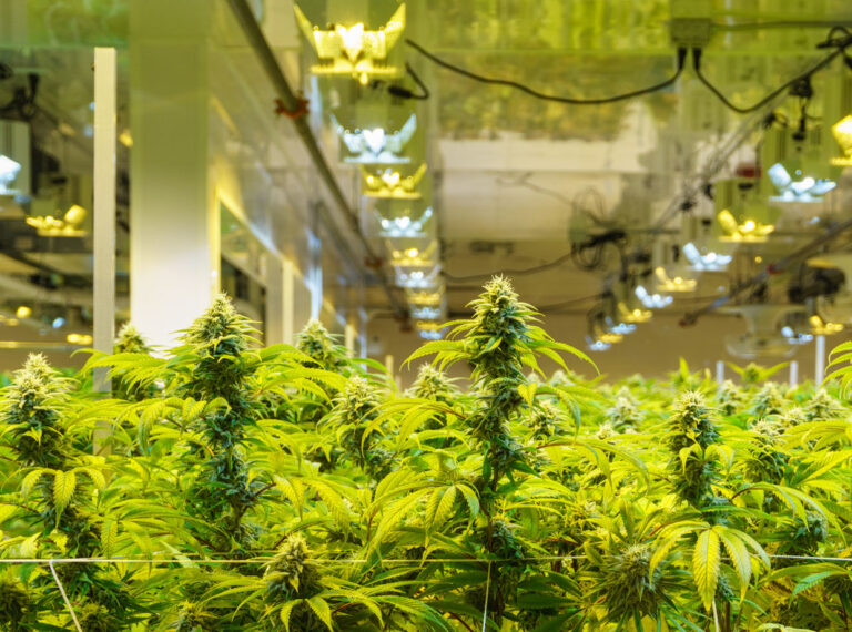DEA close to allowing companies to grow cannabis for scientific research